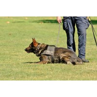 Sniffer Dogs the Future of Mining