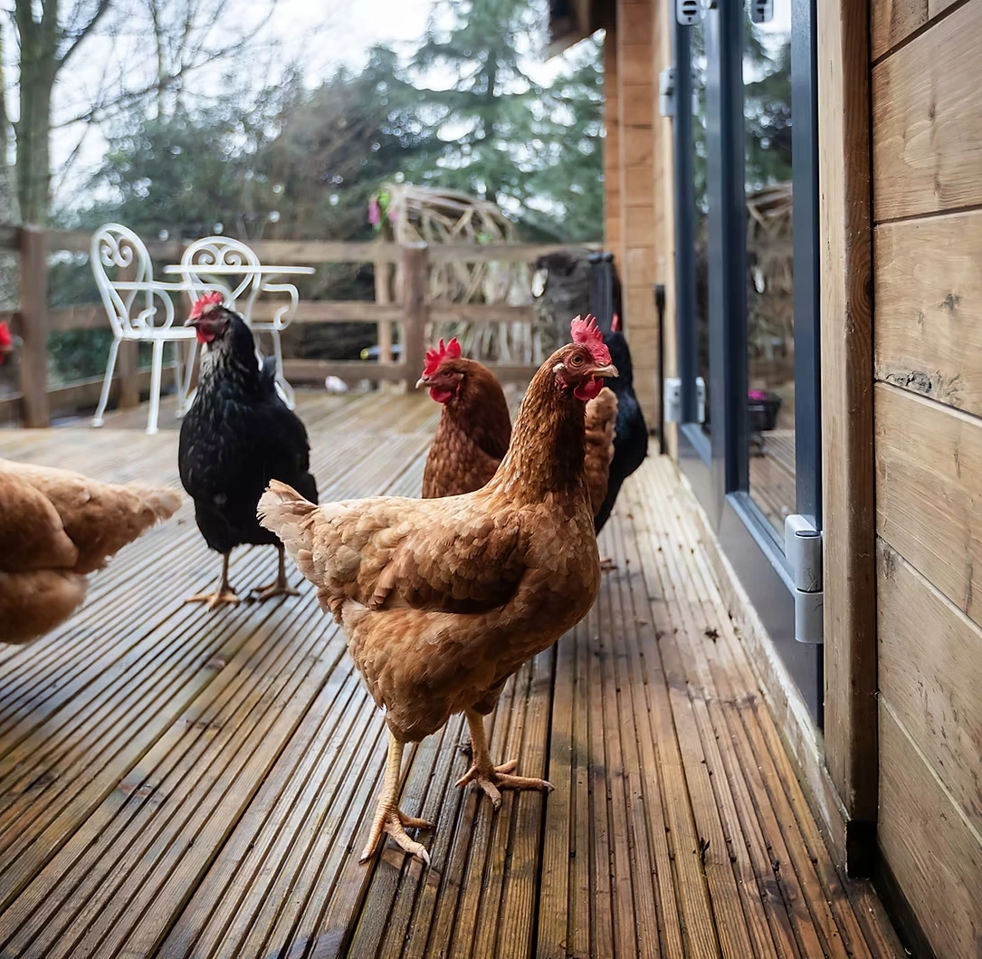 Chickens at Hawthorn Hideaway